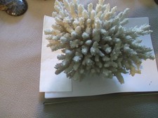 corail blanc et rouge 2 pieces