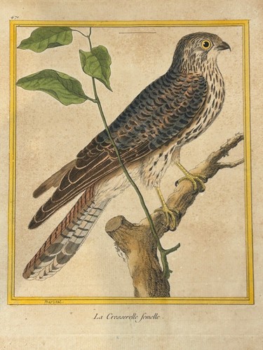 Oiseaux rapace la - oiseaux,