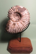 BELLE DOUVILLEICERAS MAMMILATUM ALBIEN MADAGASCAR PREDATEE?