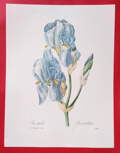 Lithographie fleurs 34 x - , (34