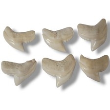 Tiger shark teeth set of 6 pcs