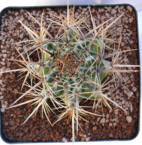Echinocactus ingens yr2 - ingens,