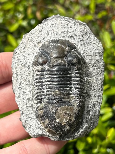 Morocco fossil trilobite - fossil,