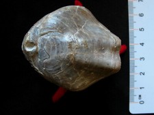 Brachiopode du Kimméridgien : Terebratula subsella Leymerie