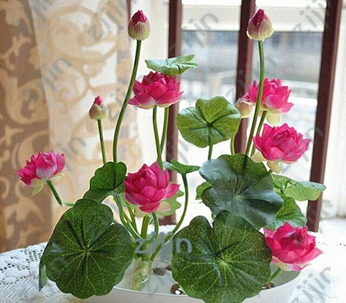 Graines fleur lotus - de,