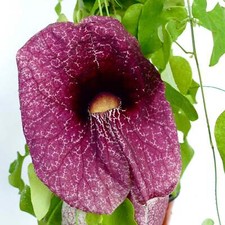 Aristolochia gigantea - Pipe