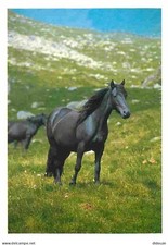 Animaux - Chevaux - Cheval de