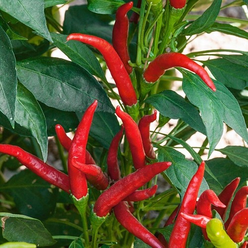 Lot graines piment - lot,