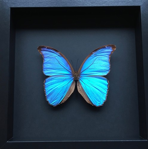 Véritable papillon morpho - papillon,