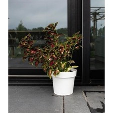 Pot a réserve d'eau - GARDEN