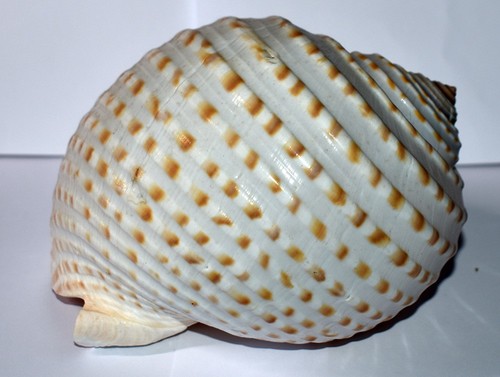 Sea shell coquillages - sea,