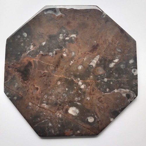 Marbre poli fossilifère - fossilifère, avec