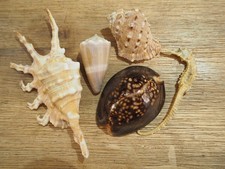 Très Rare : Lot Ancienne