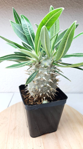 Pachypodium horombense - , sp