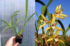 Maxillaria picta orchidée - picta,,