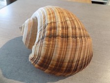 Coquillage :  NEW TONNIDAE TONNA GALEA de 180 X 155 mm MAROC