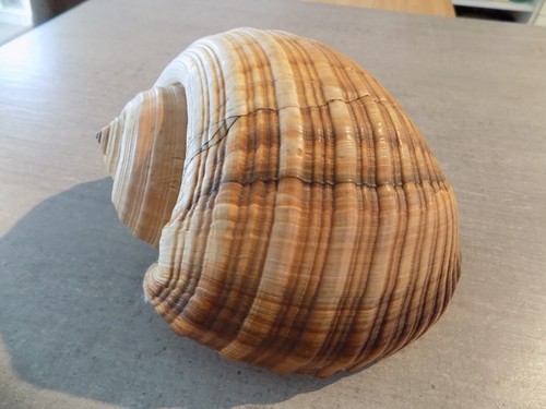 Coquillage new tonnidae - ,