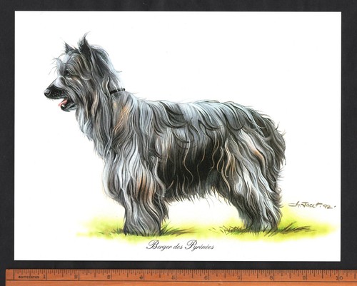 Pyrenean sheepdog stunning - stunning, 10