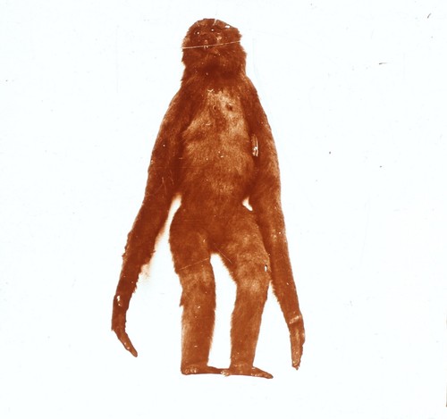 Gibbon animal empaillé - animal,