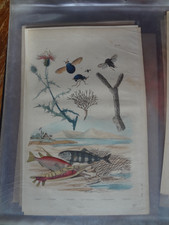 Gravure ancienne XIX Nature 