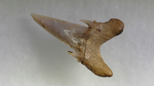Shark tooth dent - tooth,