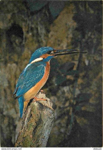 Carte postale animaux - postale,