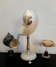 Nautile nacré avec perles