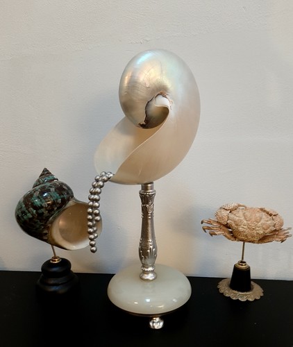 Nautile nacré avec perles