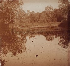Forêt de Fontainebleau Photo Stereo R8 Verre Positive Vintage 1909
