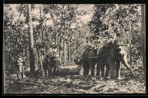 Carte postale éléphants - , avec