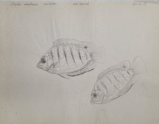 Dessin original de Marcel Bourgeois 1938 Cichlidés tropicaux Attribué – 27x21 cm