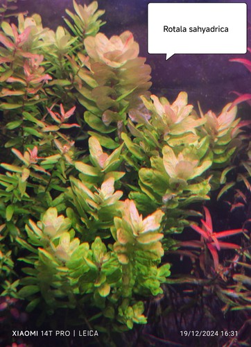 Rotala sahyadrica - rotala, –