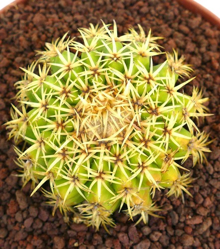 Echinocactus grusonii form