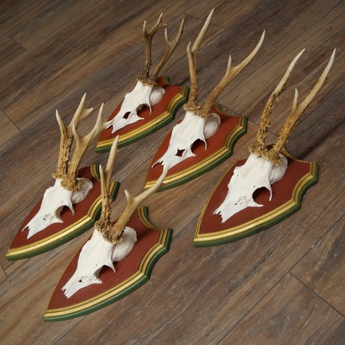 Cerf mâle bois - mâle,