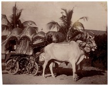 India, Cattle and Bullock Cart