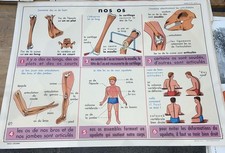 Carte Affiche Scolaire MDI : Notre Corps, Nos Os