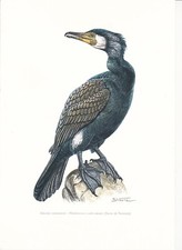 Planche 136 Histoire Naturelle Oiseaux : Cormoran Grand Cormoran