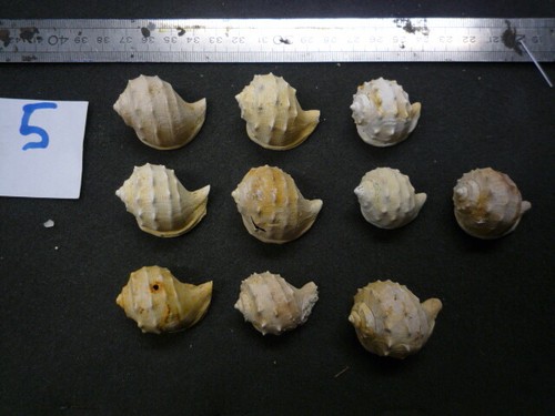 166 cassidaria retusa - b,