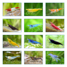 20 CREVETTES 4 VARIETES