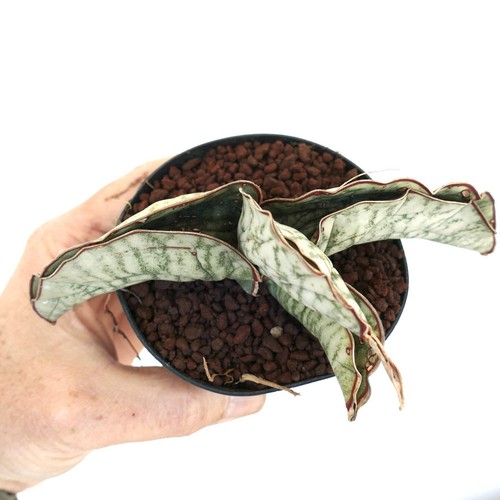 Sanseveria kirkii silver - sanseveria, cv