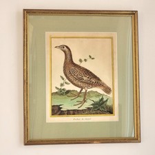 Martinet Gravure Oiseau
