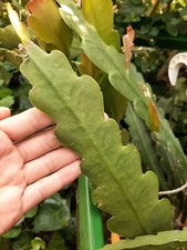 épiphyllum Polar Bear. White
