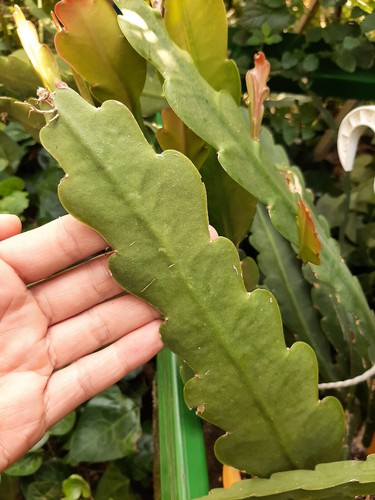 épiphyllum polar bear - épiphyllum, white