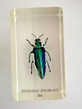 insecte inclusion résine des