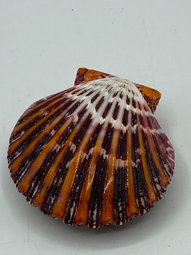 Coquillage pecten pallium - coquillage, "pecten