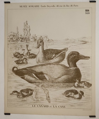 Canard cane circa - cane,