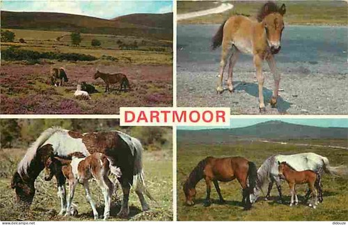 Carte postale animaux - postale,