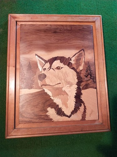 Chien husky rare - chien,