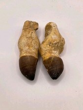 Rare fossile de dents de