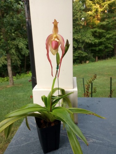 Phragmipedium chuck acker - phragmipedium, in
